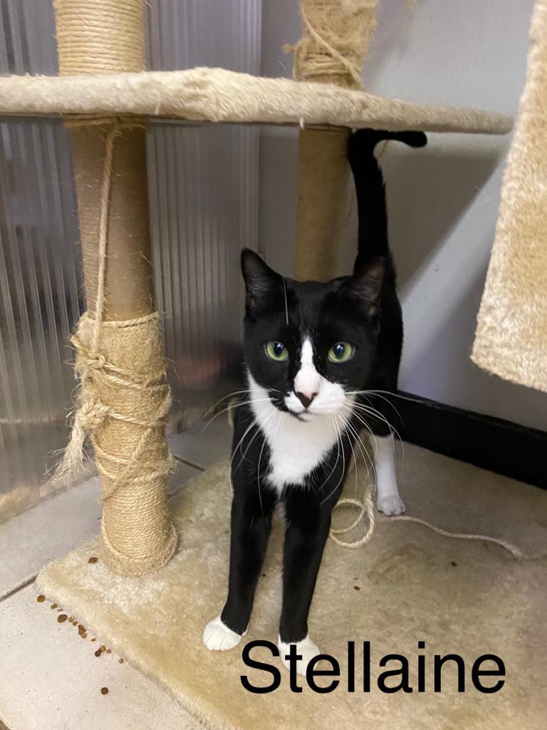 Stellaine, an adoptable Tuxedo in Margate, FL, 33068 | Photo Image 2