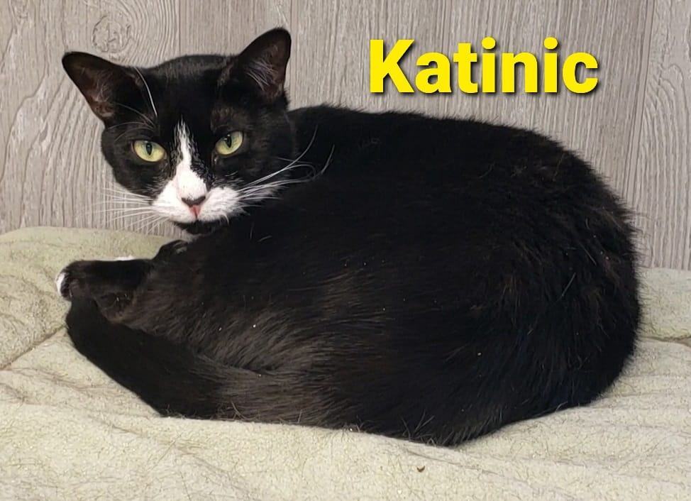 Katinic, an adoptable Domestic Short Hair in Macon, GA, 31220 | Photo Image 4
