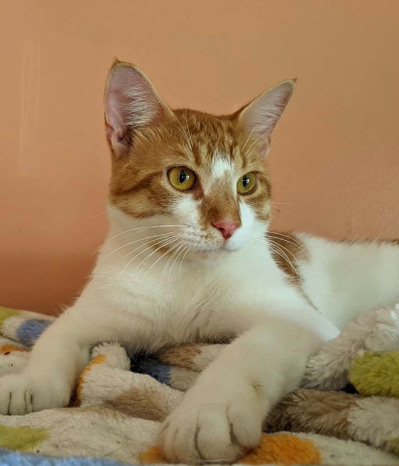 ERNIE, an adoptable Domestic Short Hair in Battle Creek, MI, 49017 | Photo Image 1