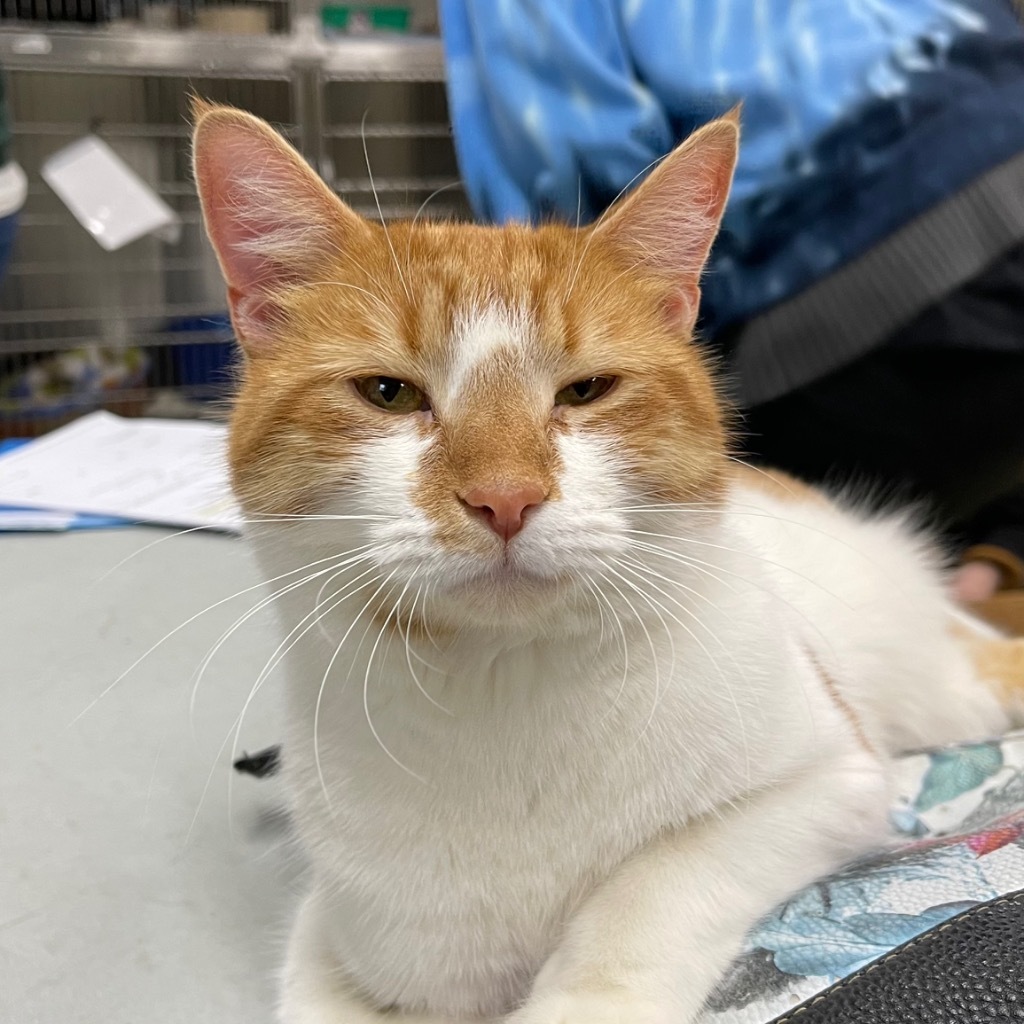 ERNIE, an adoptable Domestic Short Hair in Battle Creek, MI, 49017 | Photo Image 2