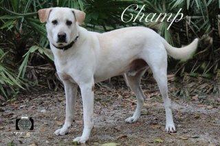 Champ, an adoptable Labrador Retriever in St. Augustine, FL, 32084 | Photo Image 1
