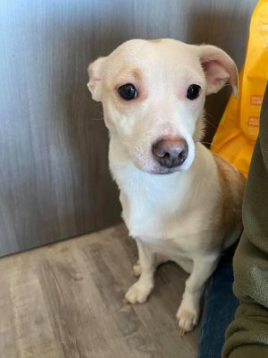Dog for adoption - Hope, a Chihuahua Mix in Socorro, NM ...