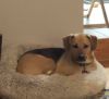 Sammy (aadoption fee sponsored) photo 2