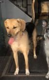 Sammy (aadoption fee sponsored) photo 5