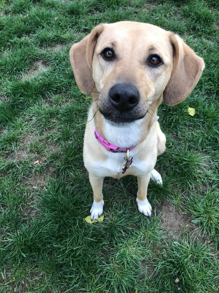 Sammy, an adoptable Hound in Ellicott City, MD, 21042 | Photo Image 8