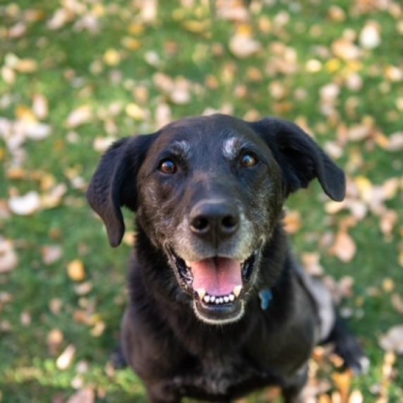 Sherlock, an adoptable Labrador Retriever in Kanab, UT, 84741 | Photo Image 1