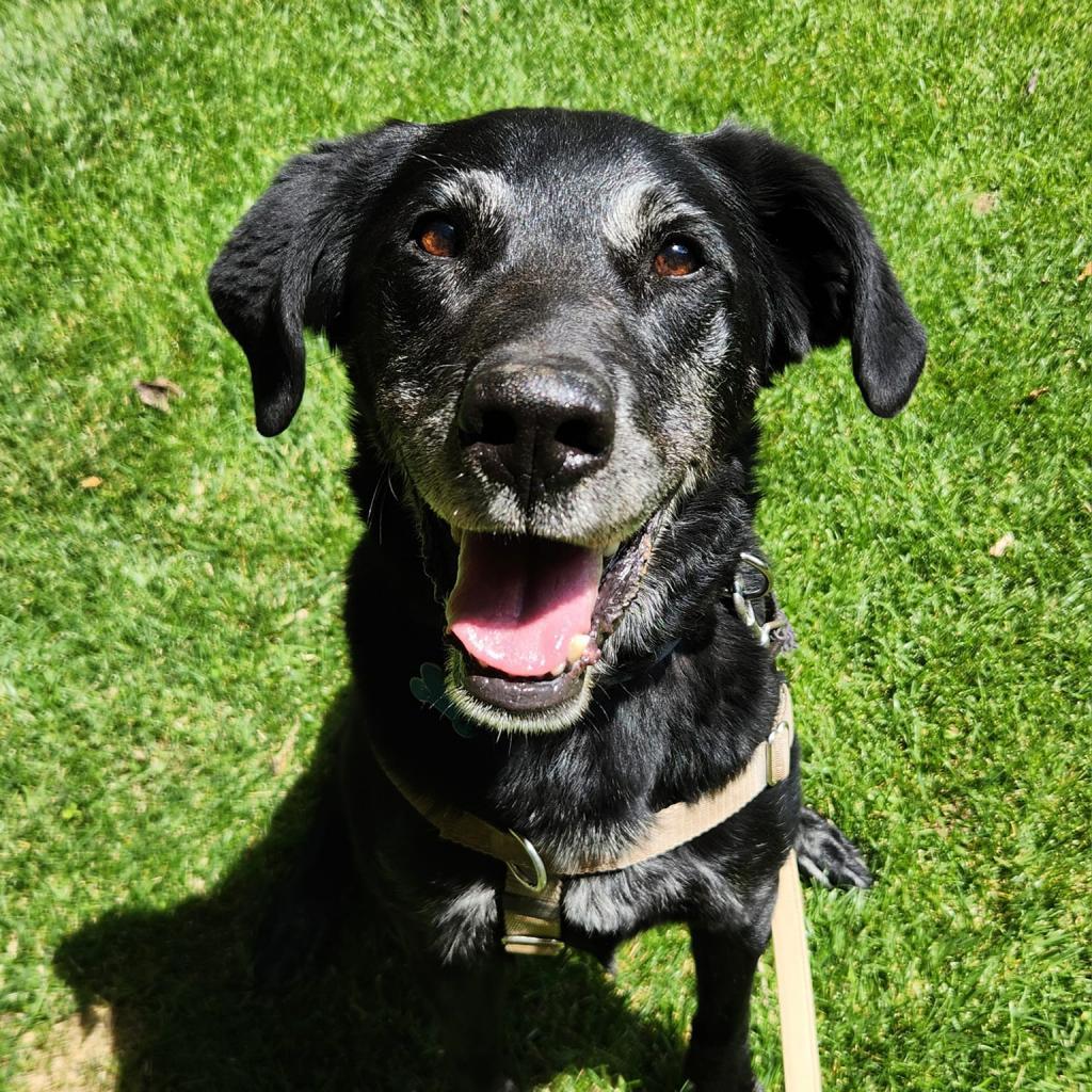 Sherlock, an adoptable Labrador Retriever in Kanab, UT, 84741 | Photo Image 2