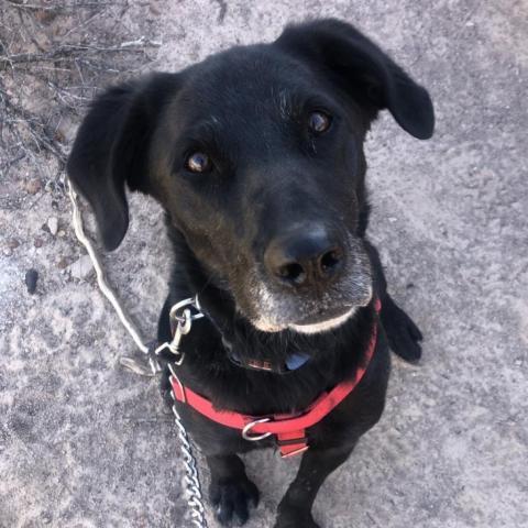 Sherlock, an adoptable Labrador Retriever in Kanab, UT, 84741 | Photo Image 4