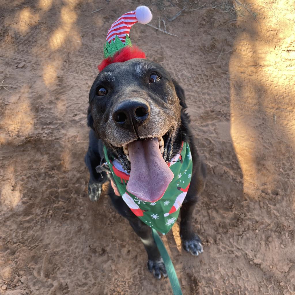 Sherlock, an adoptable Labrador Retriever in Kanab, UT, 84741 | Photo Image 4