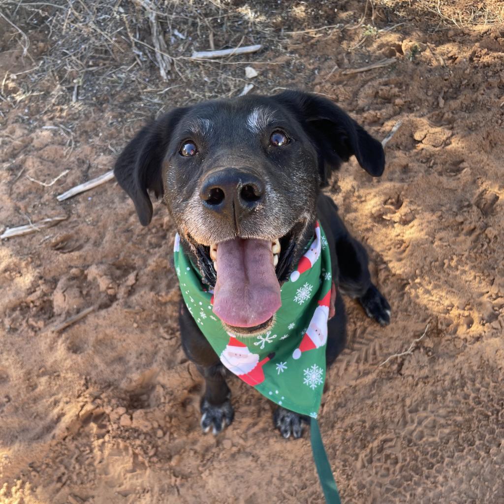 Sherlock, an adoptable Labrador Retriever in Kanab, UT, 84741 | Photo Image 5