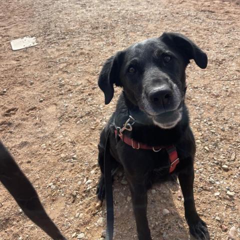 Sherlock, an adoptable Labrador Retriever in Kanab, UT, 84741 | Photo Image 6
