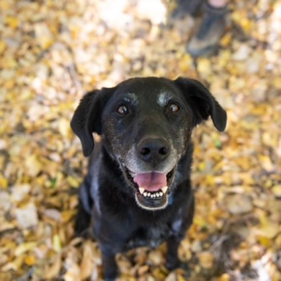 Sherlock, an adoptable Labrador Retriever in Kanab, UT, 84741 | Photo Image 6