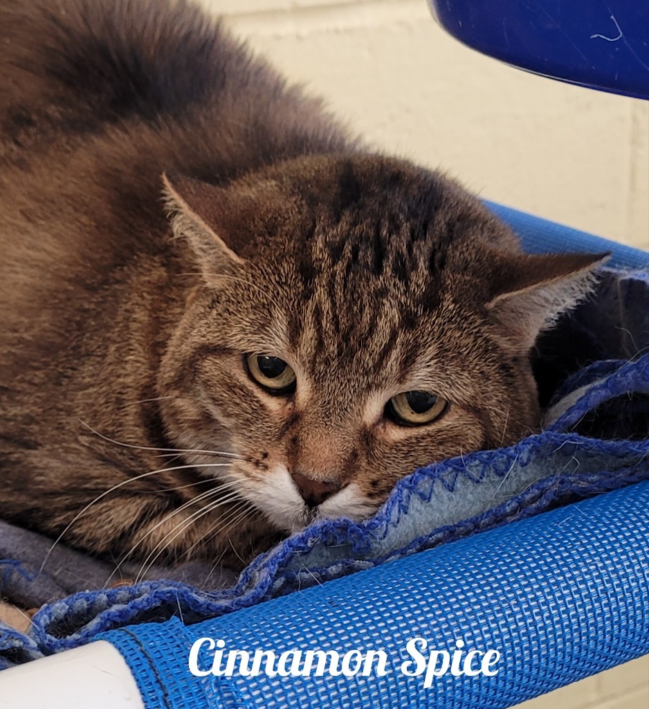 Cinnamon Spice, an adoptable Domestic Short Hair in Cedar Rapids, IA, 52404 | Photo Image 1