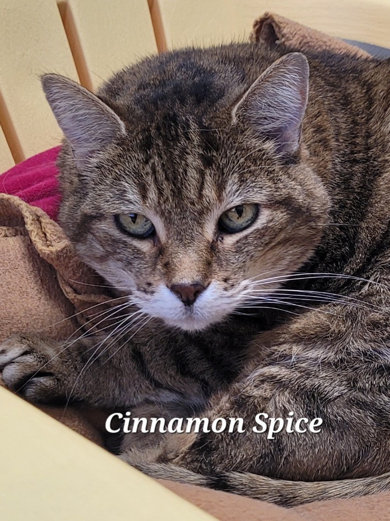 Cinnamon Spice, an adoptable Domestic Short Hair in Cedar Rapids, IA, 52404 | Photo Image 2