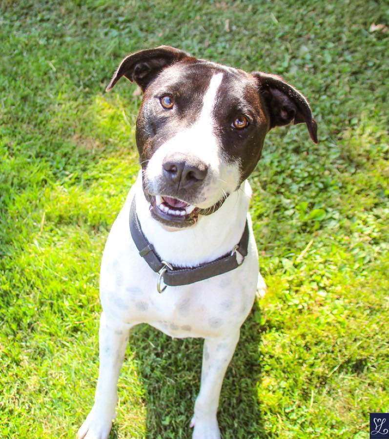 Cole, an adoptable Labrador Retriever in Lockport, NY, 14095 | Photo Image 1