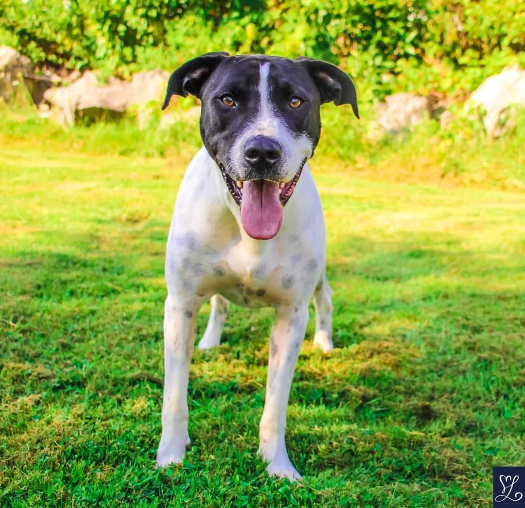 Cole, an adoptable Labrador Retriever in Lockport, NY, 14095 | Photo Image 2