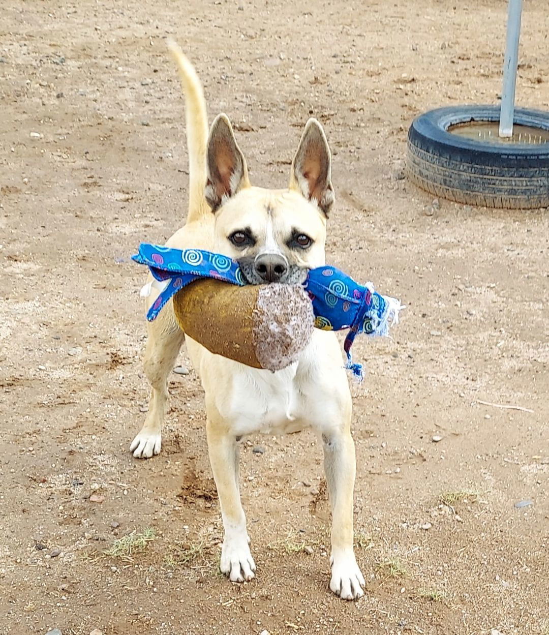 Link, an adoptable Shepherd in Phoenix, AZ, 85017 | Photo Image 1