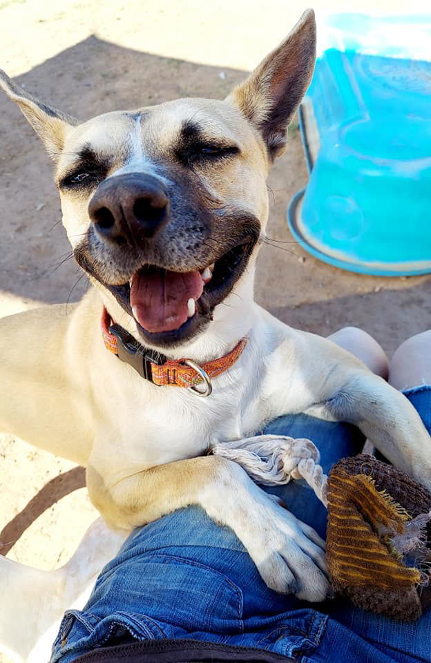 Link, an adoptable Shepherd in Phoenix, AZ, 85017 | Photo Image 2