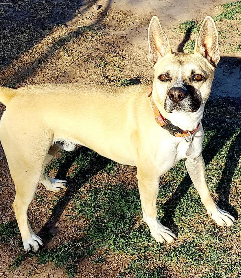 Link, an adoptable Shepherd in Phoenix, AZ, 85017 | Photo Image 3