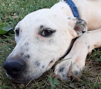 Waimea, an adoptable Cattle Dog, Pointer in Lenoir, NC, 28645 | Photo Image 1