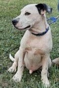 Tallulah, an adoptable Cattle Dog & Pointer Mix in Lenoir, NC_image-1