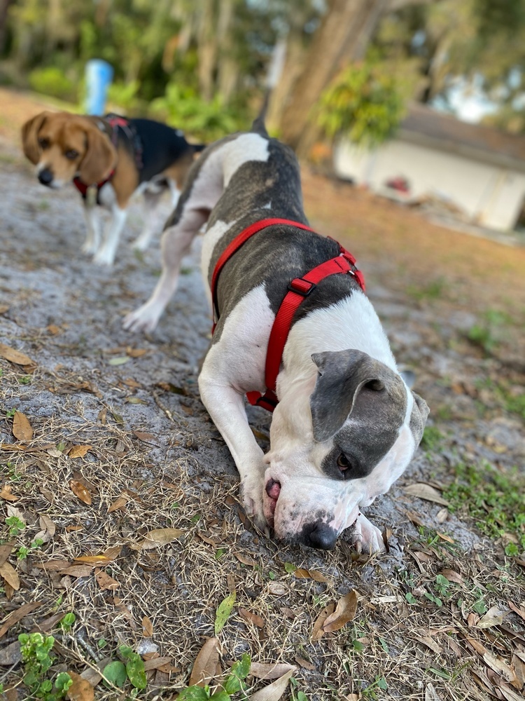 Sassy, an adoptable American Staffordshire Terrier, Pit Bull Terrier in Lakeland, FL, 33813 | Photo Image 2