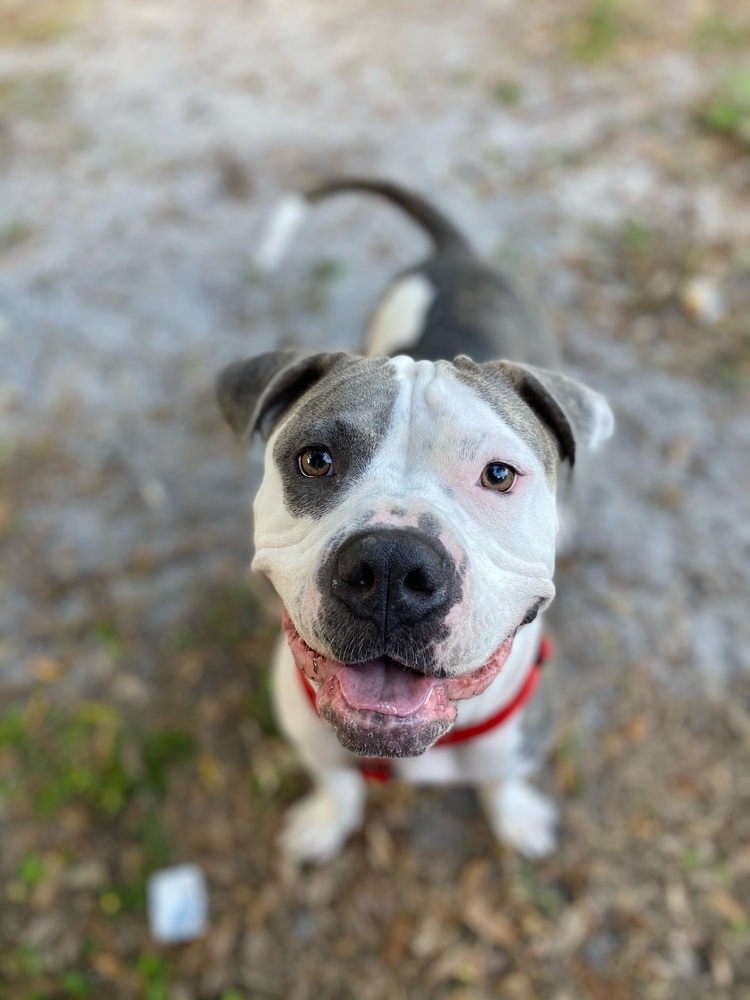Sassy, an adoptable American Staffordshire Terrier, Pit Bull Terrier in Lakeland, FL, 33813 | Photo Image 1