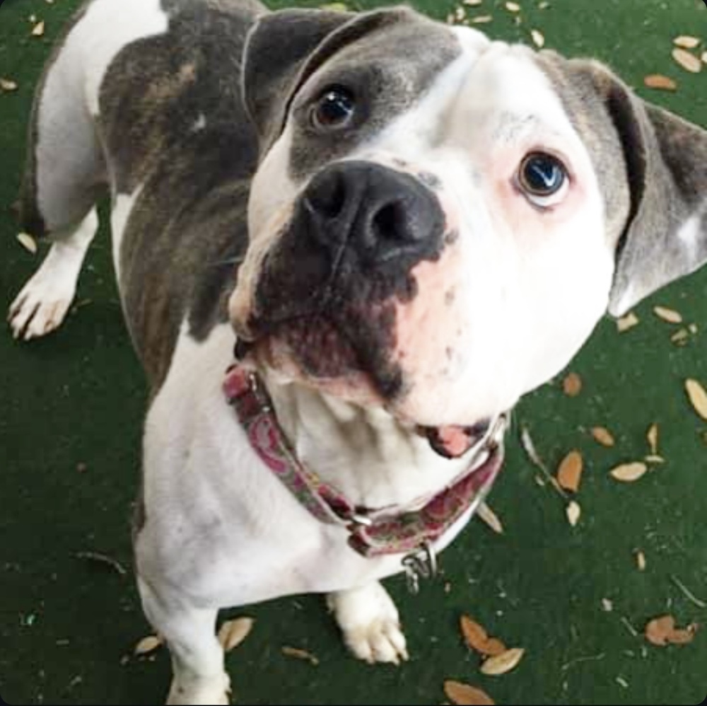 Sassy, an adoptable American Staffordshire Terrier, Pit Bull Terrier in Lakeland, FL, 33813 | Photo Image 3