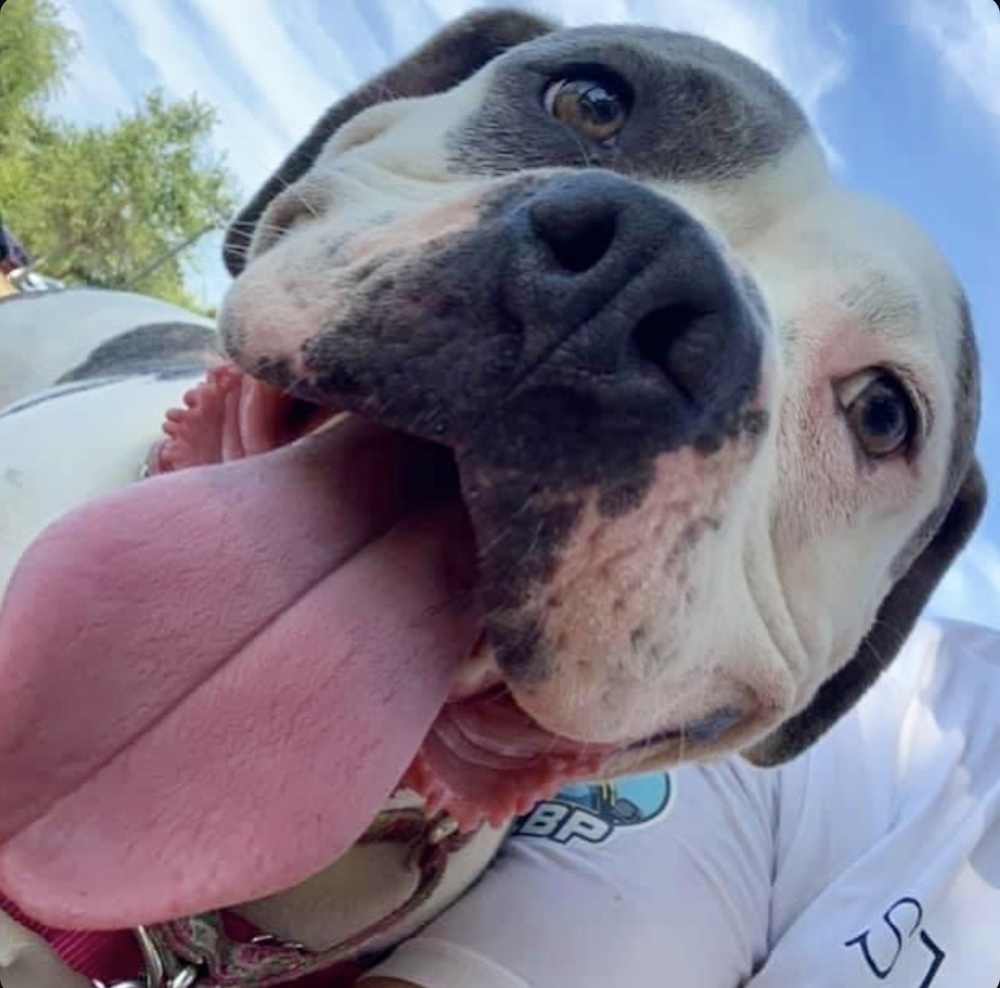 Sassy, an adoptable American Staffordshire Terrier, Pit Bull Terrier in Lakeland, FL, 33813 | Photo Image 4