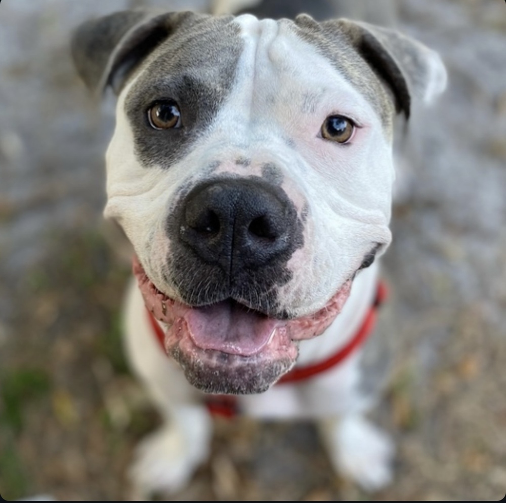 Sassy, an adoptable American Staffordshire Terrier, Pit Bull Terrier in Lakeland, FL, 33813 | Photo Image 4