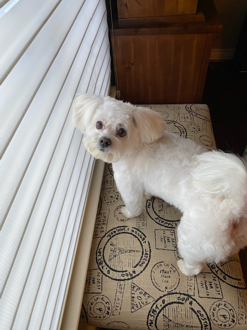 Bailey, an adoptable Bichon Frise, Miniature Poodle in Troy, MI, 48098 | Photo Image 2