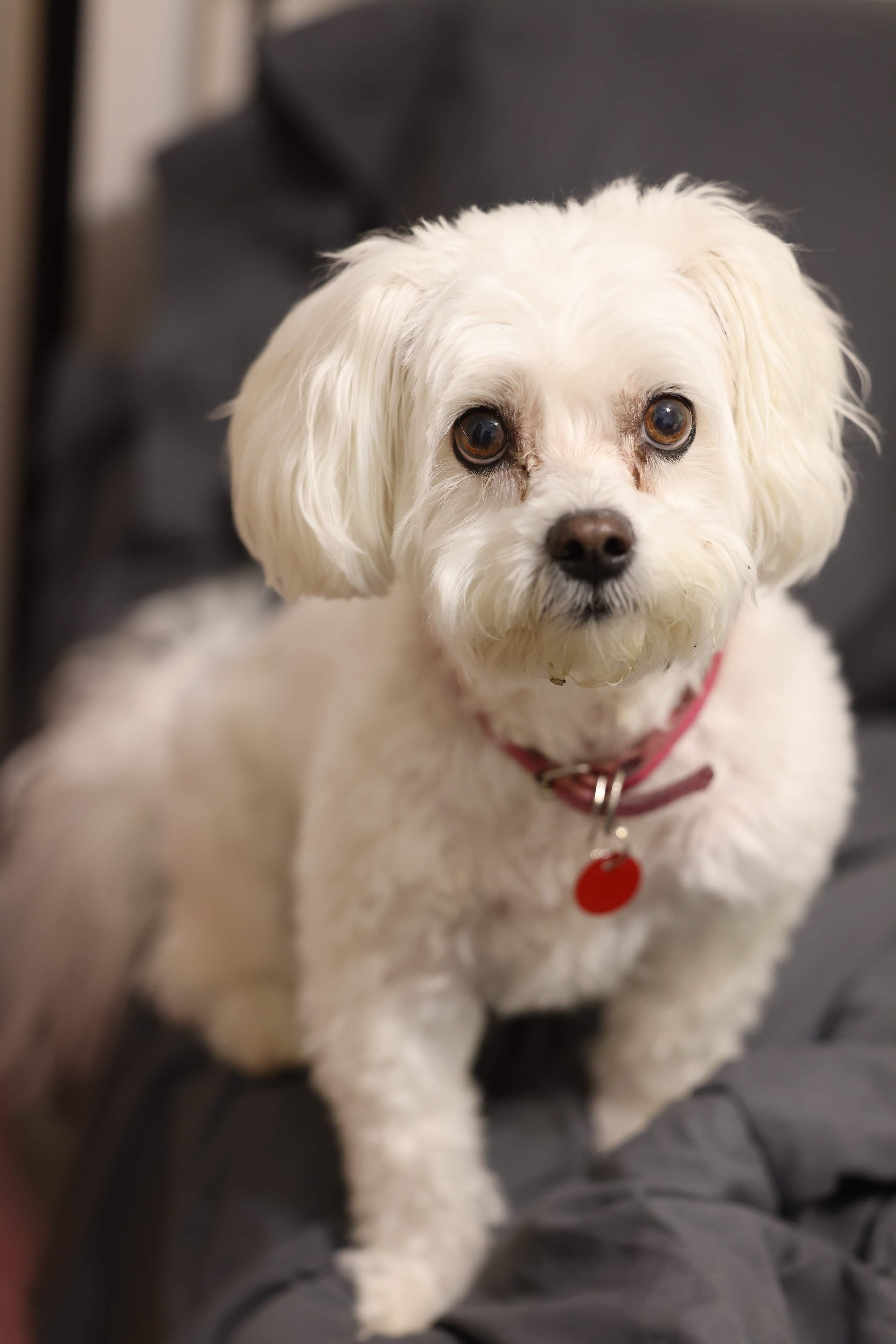 Bailey, an adoptable Bichon Frise, Miniature Poodle in Troy, MI, 48098 | Photo Image 3