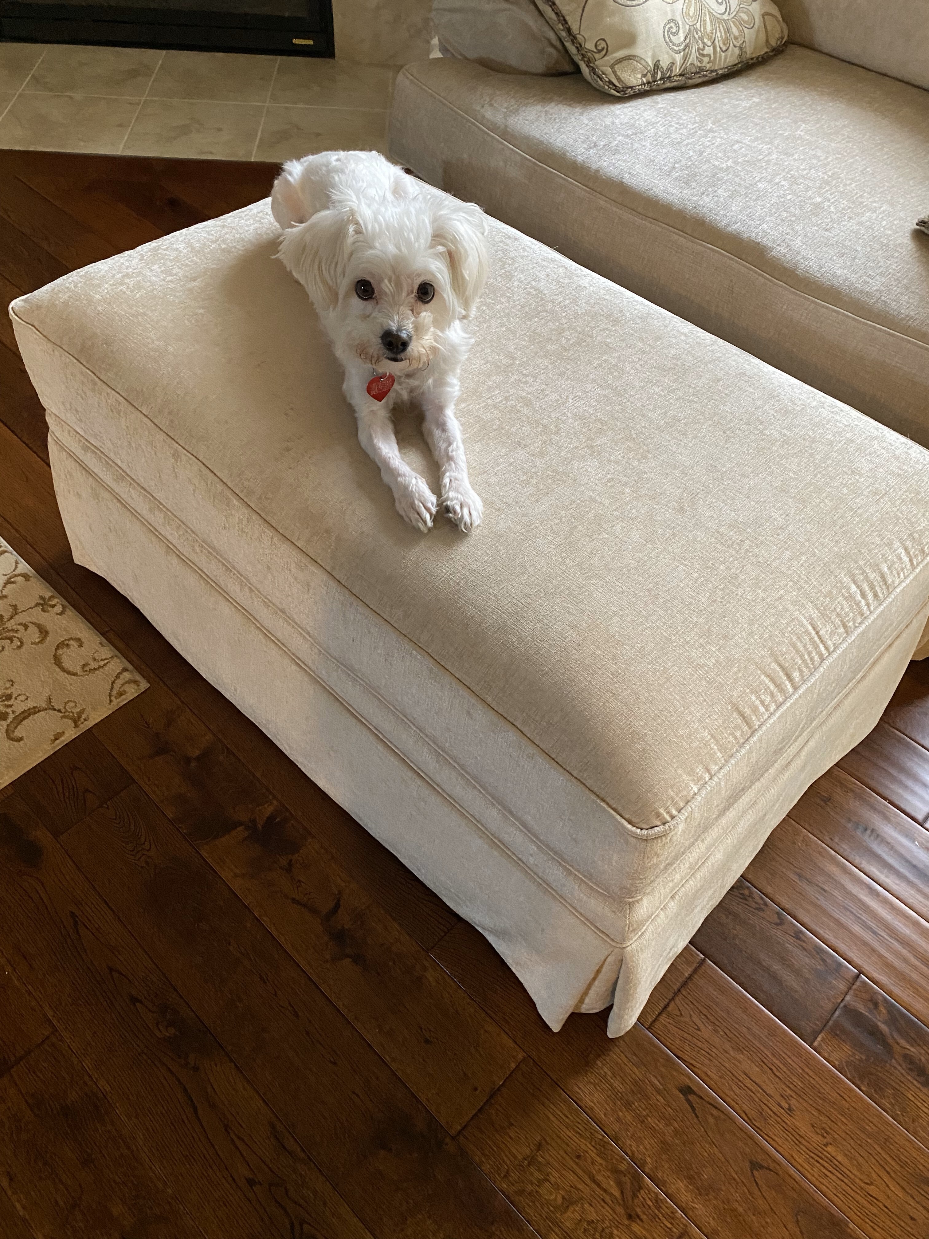 Bailey, an adoptable Bichon Frise, Miniature Poodle in Troy, MI, 48098 | Photo Image 4