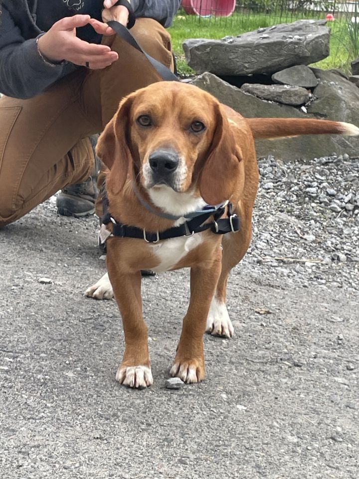 Dudley - bubbly beagle boy 2