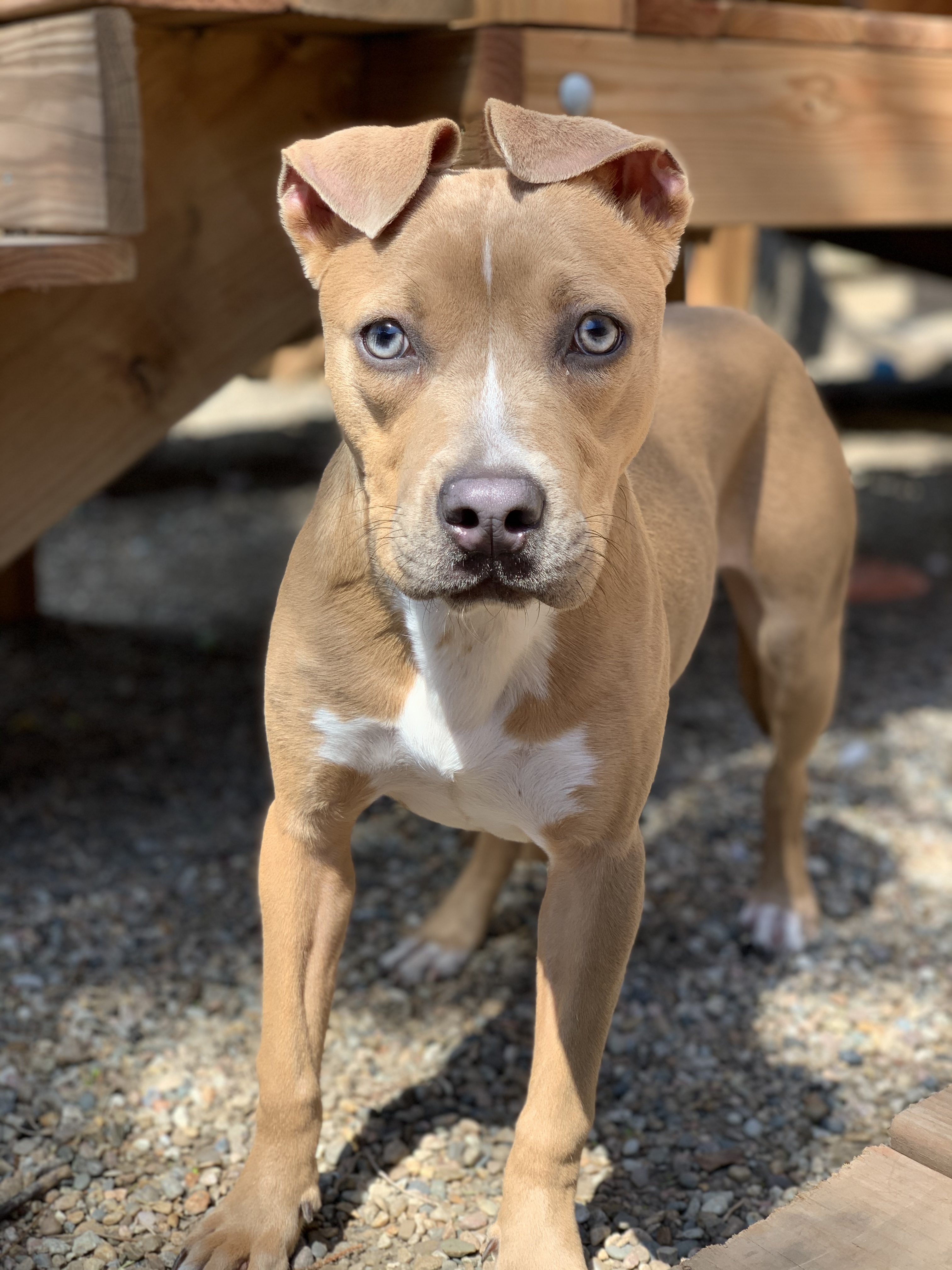 Toffee, an adoptable American Staffordshire Terrier in Kansas City, MO, 64105 | Photo Image 4