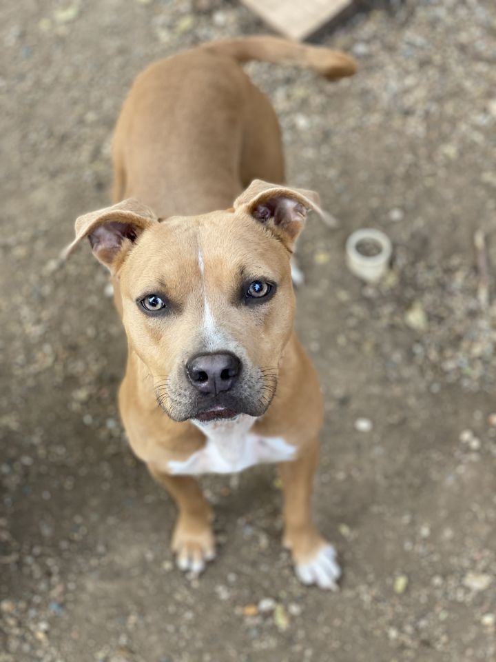 Toffee, an adoptable Pit Bull Terrier Mix in Kansas City, MO_image-1