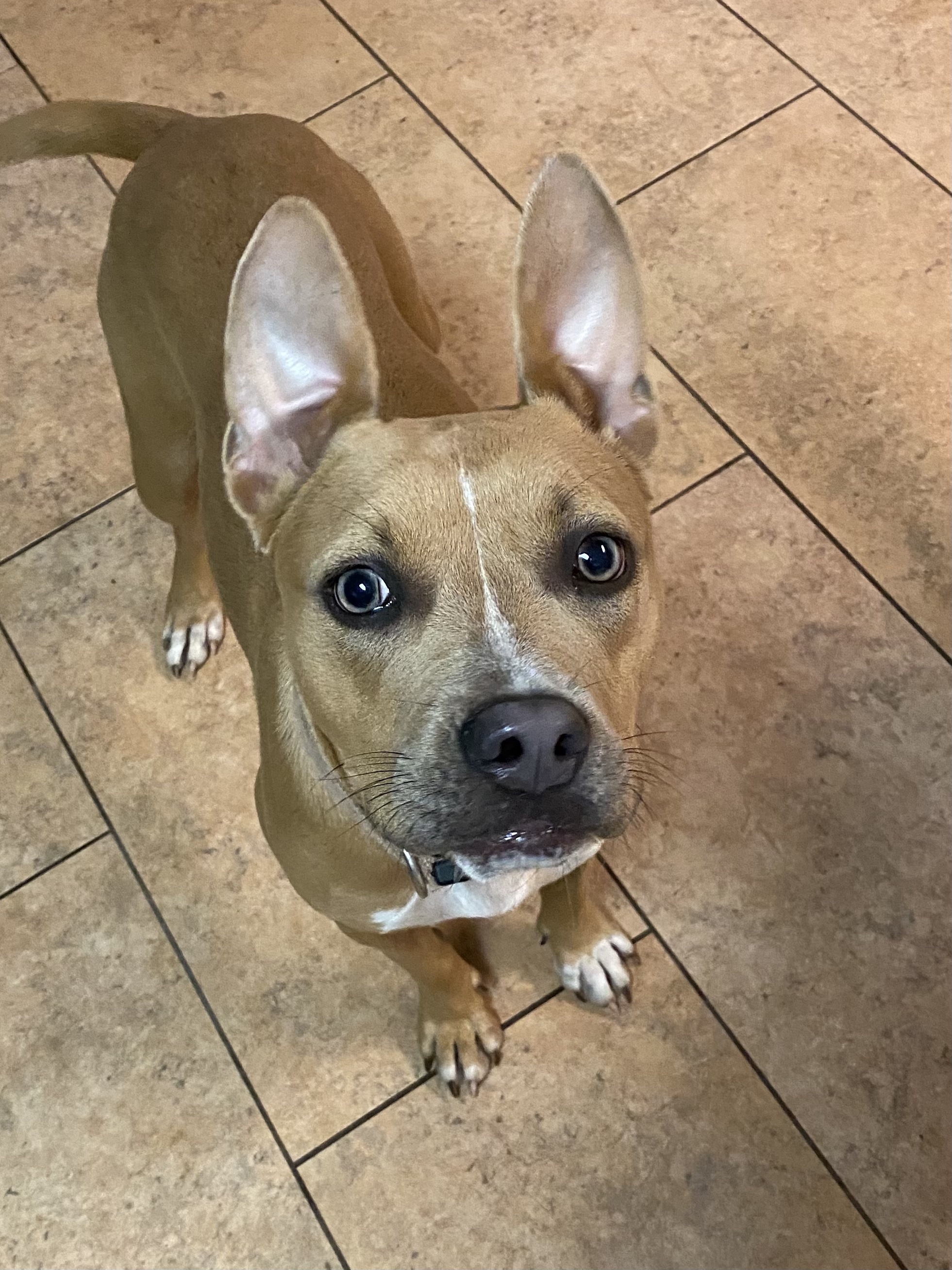 Toffee, an adoptable American Staffordshire Terrier in Kansas City, MO, 64105 | Photo Image 8