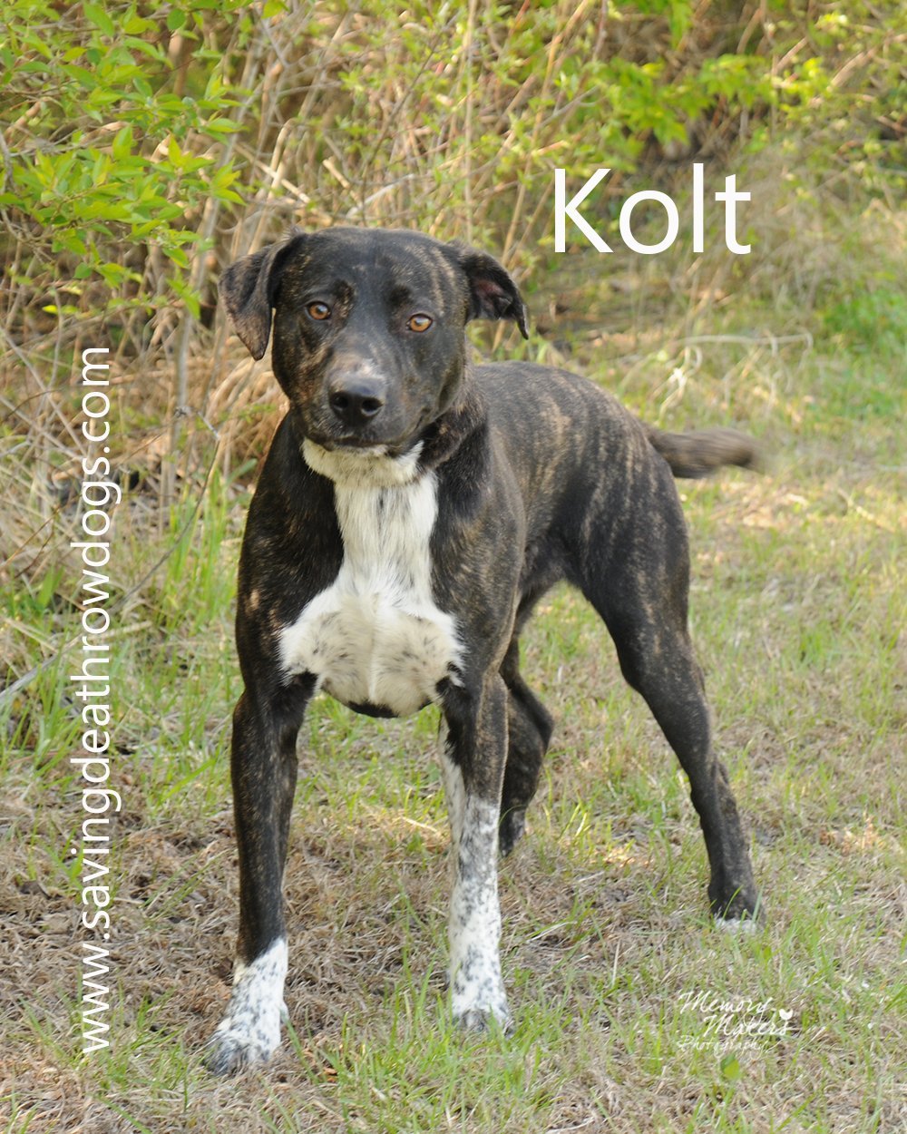 Kolt, an adoptable Mountain Cur in Topeka, KS, 66614 | Photo Image 1