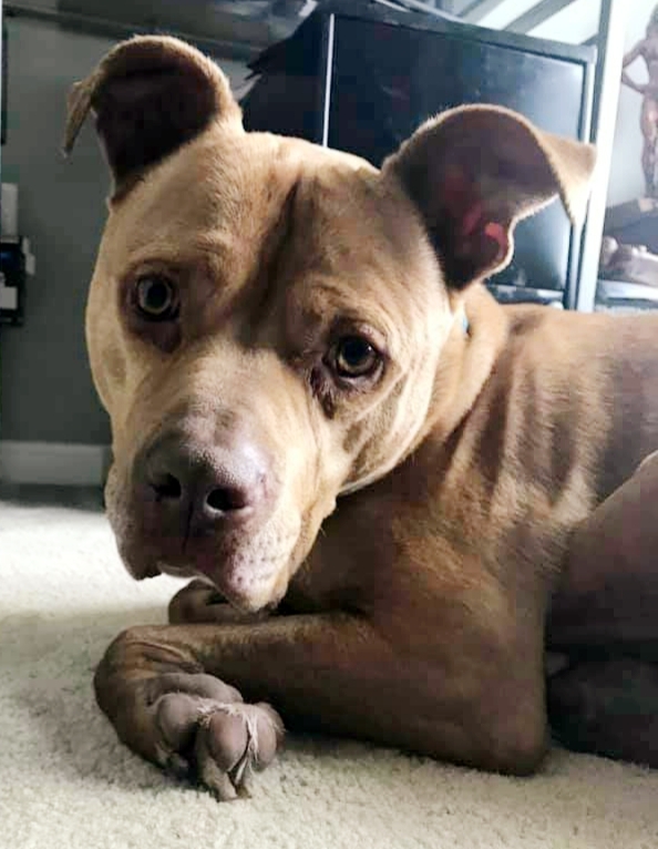 Hank, an adoptable Pit Bull Terrier in Leonardtown, MD, 20650 | Photo Image 2