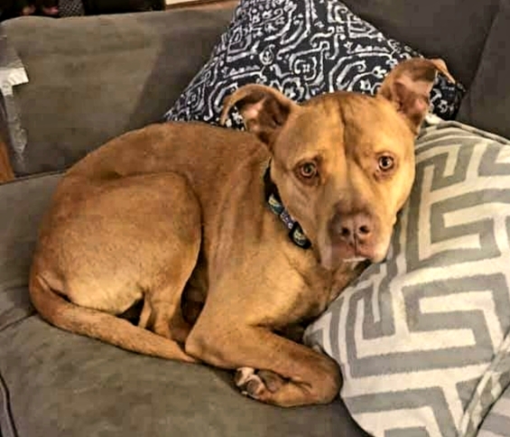 Hank, an adoptable Pit Bull Terrier in Leonardtown, MD, 20650 | Photo Image 4