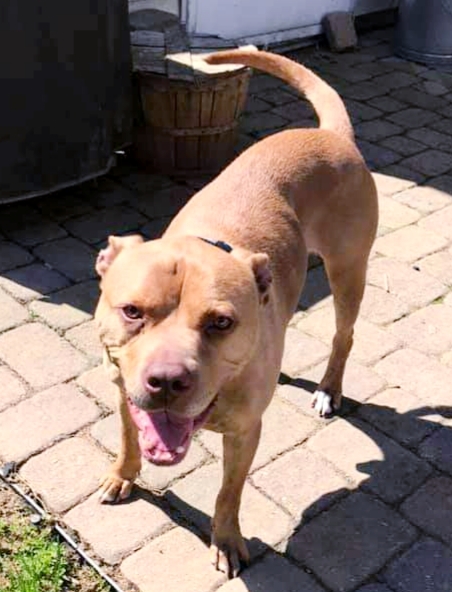Hank, an adoptable Pit Bull Terrier in Leonardtown, MD, 20650 | Photo Image 6