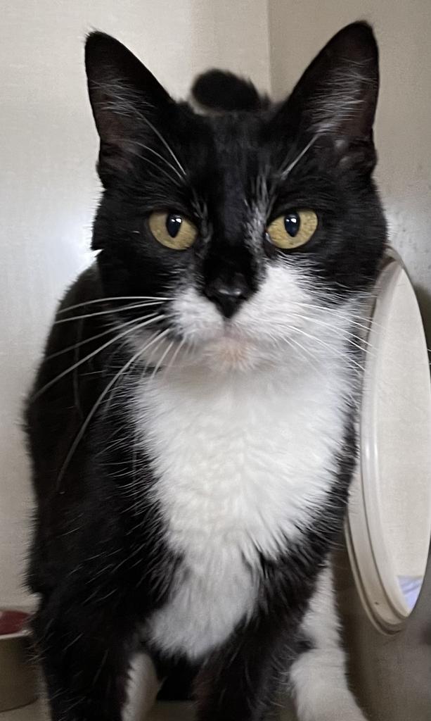 Riley, an adoptable Domestic Short Hair in Muskegon, MI, 49442 | Photo Image 1