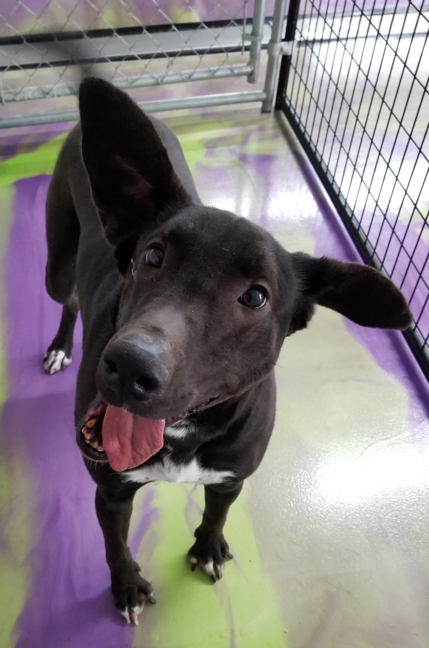 Jet, an adoptable Labrador Retriever, Shepherd in Anna, IL, 62906 | Photo Image 3