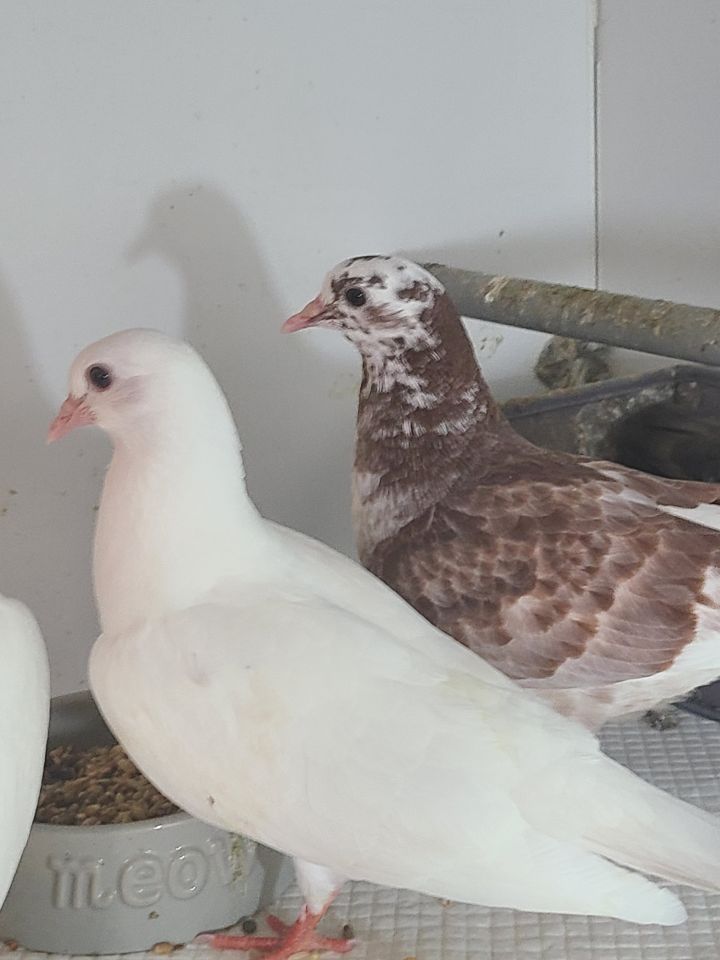 Dove For Adoption Baby Pigeons A Pigeon Mix In Hazlet Nj Petfinder