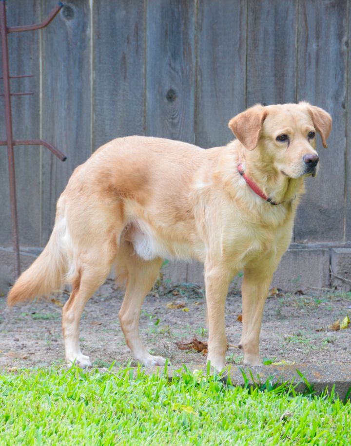 Dog For Adoption Gryff A Golden Retriever Mix In Houston Tx Petfinder