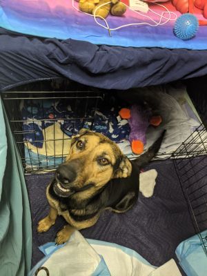 Available Dogs | German Shepherd Dog Rescue of Iowa