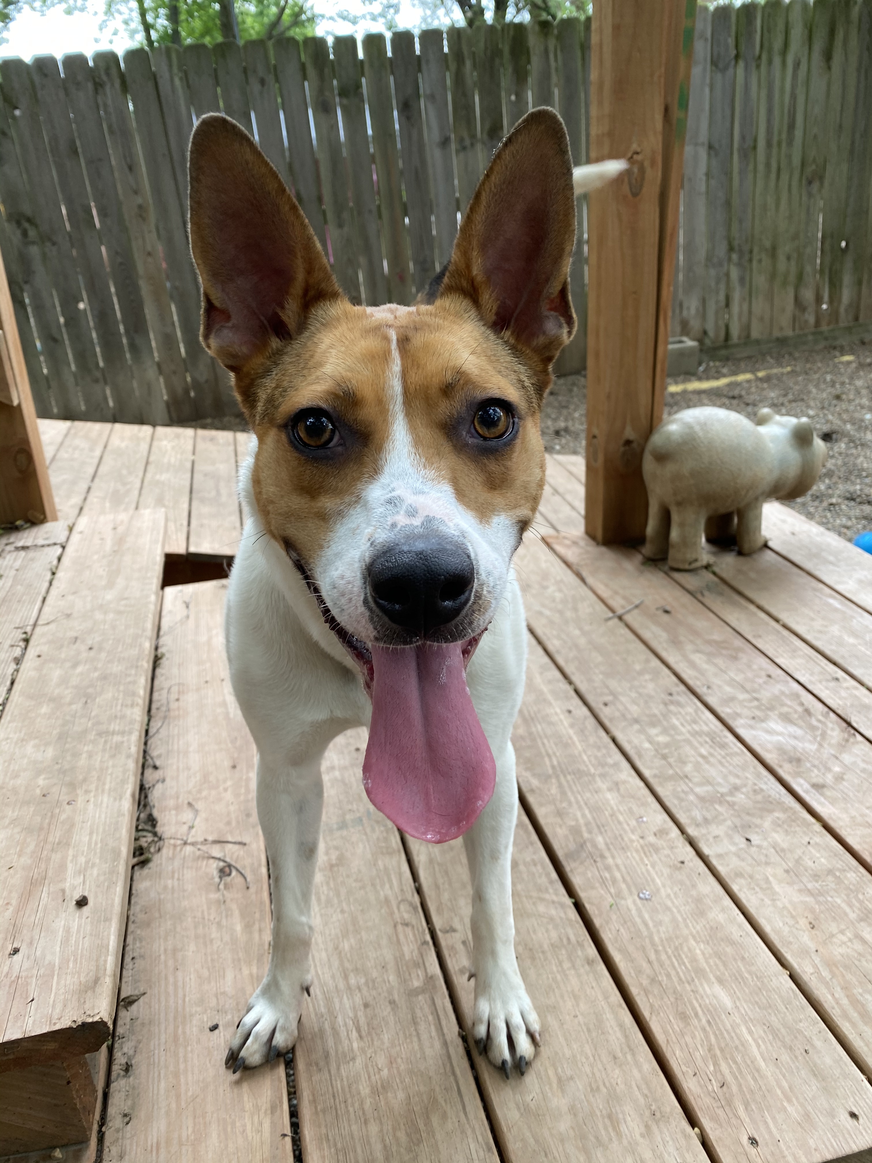 Franny, an adoptable Terrier, Cattle Dog in Kansas City, MO, 64105 | Photo Image 3