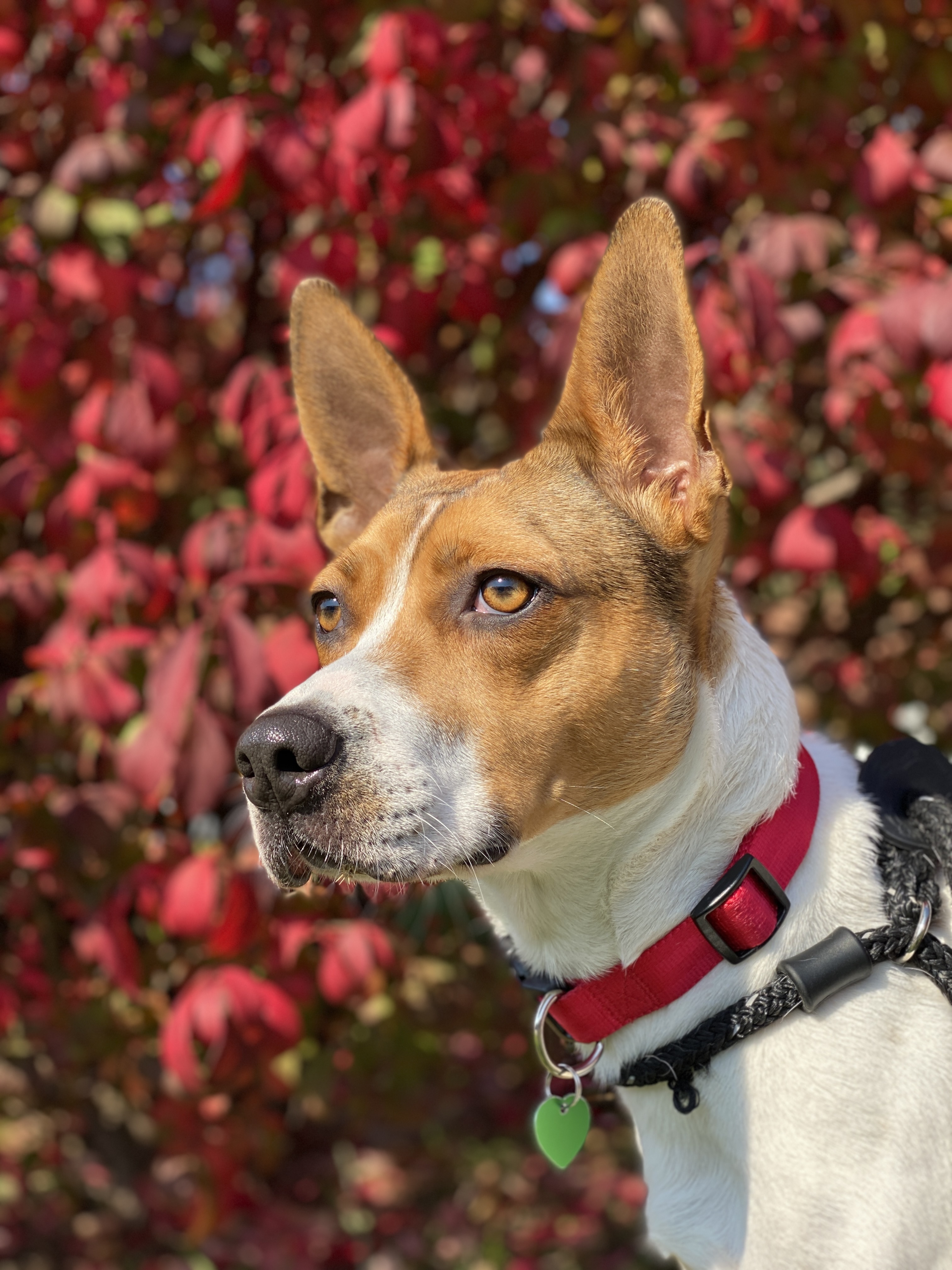 Franny, an adoptable Terrier, Cattle Dog in Kansas City, MO, 64105 | Photo Image 6