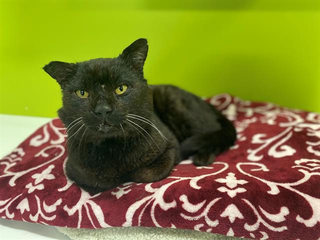 PANTHER, an adoptable Domestic Short Hair in San Martin, CA, 95046 | Photo Image 1