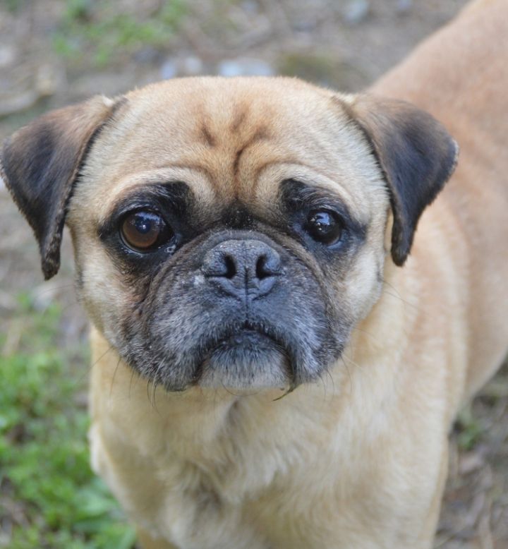 Dog For Adoption Elmer A Pug Jack Russell Terrier Mix In Chester Springs Pa Petfinder